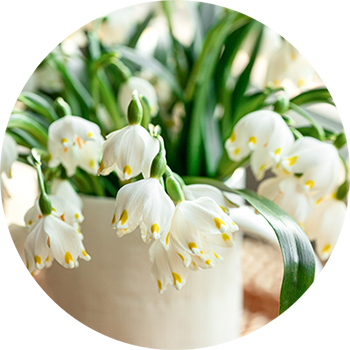 スノーフレークに学ぶ引き寄せの法則！「恋の種子」を運ぶアリの秘密